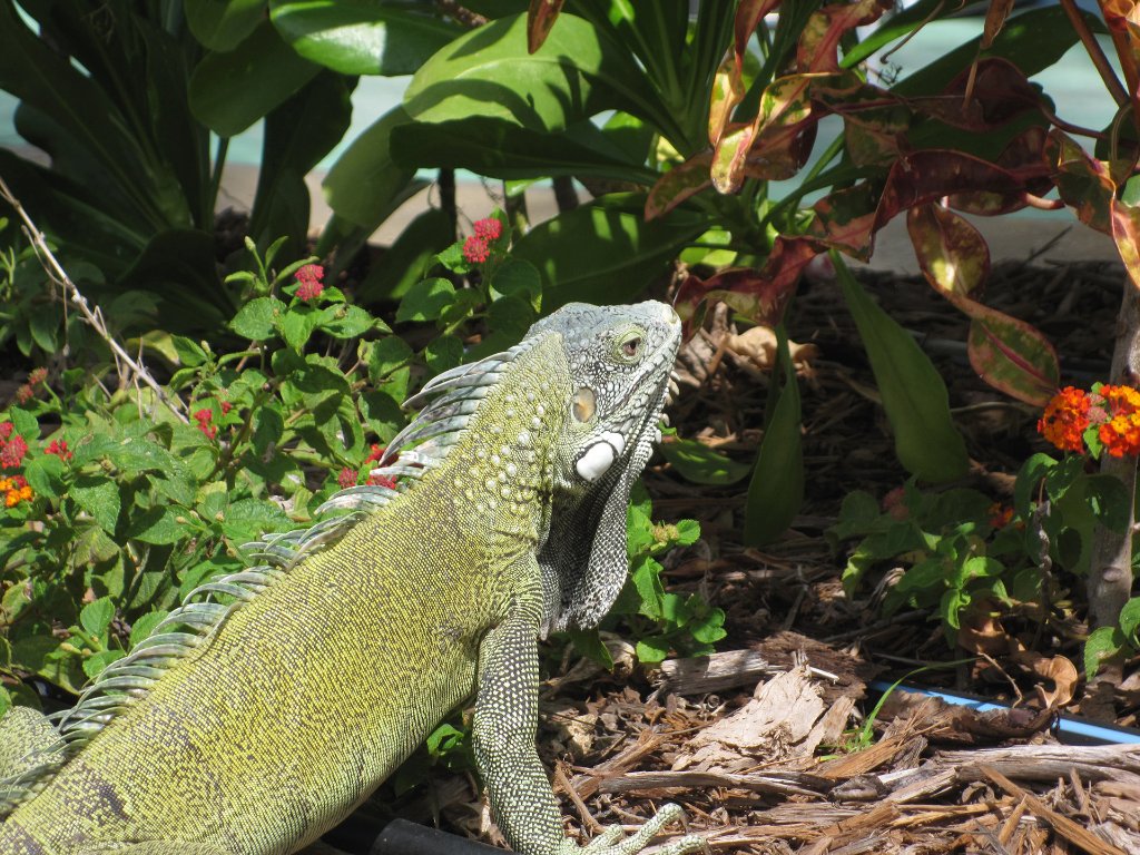 03-An iguana in the garden.JPG - An iguana in the garden